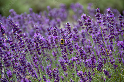 Bumblebee on a lavender flower