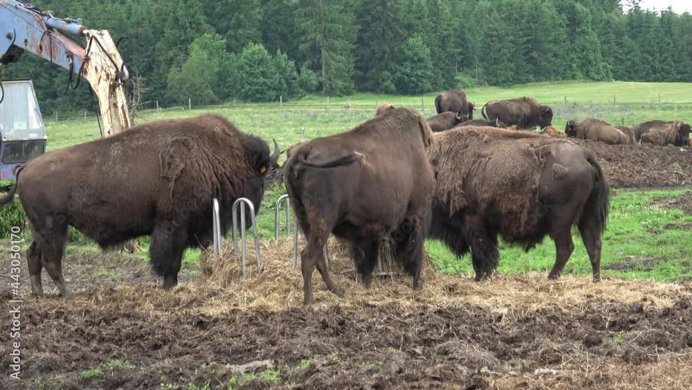 Green park with wild bison. Feeding and resting animals. Green park with wild bison. Feeding and resting animals.