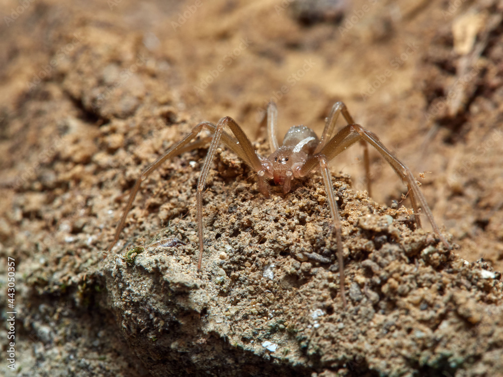Mediterranean recluse spider. Loxosceles rufescens