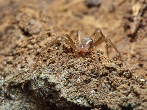 Mediterranean recluse spider. Loxosceles rufescens