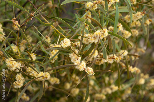 Cobar Australia, native acacia tree in flower
