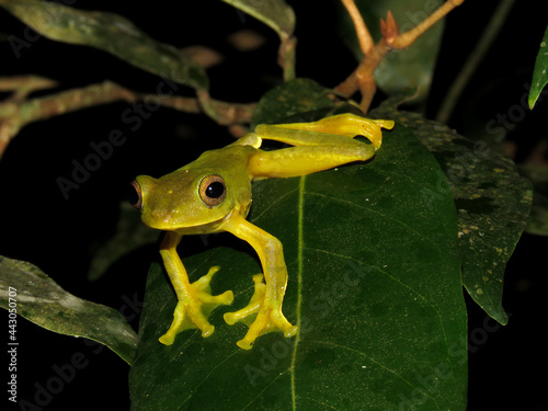 A Harlequin tree frog (Rhacophorus pardalis) on top of a leaf in Mt. Palay-palay, Cavite, Philippines. photo