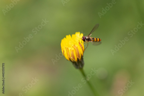 Syrphe ceinturé Episyrphus balteatus volant ou butinant sur une fleur photo