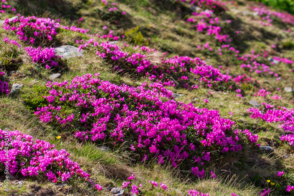 Obraz premium Landscape on the transalpina