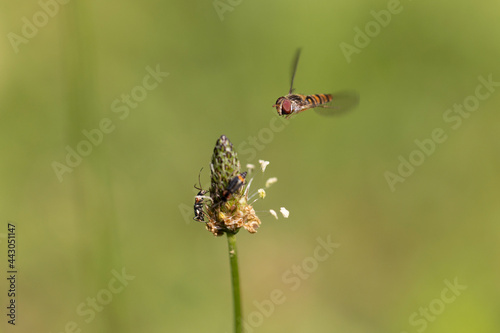 Syrphe ceinturé Episyrphus balteatus volant ou butinant sur une fleur © denis