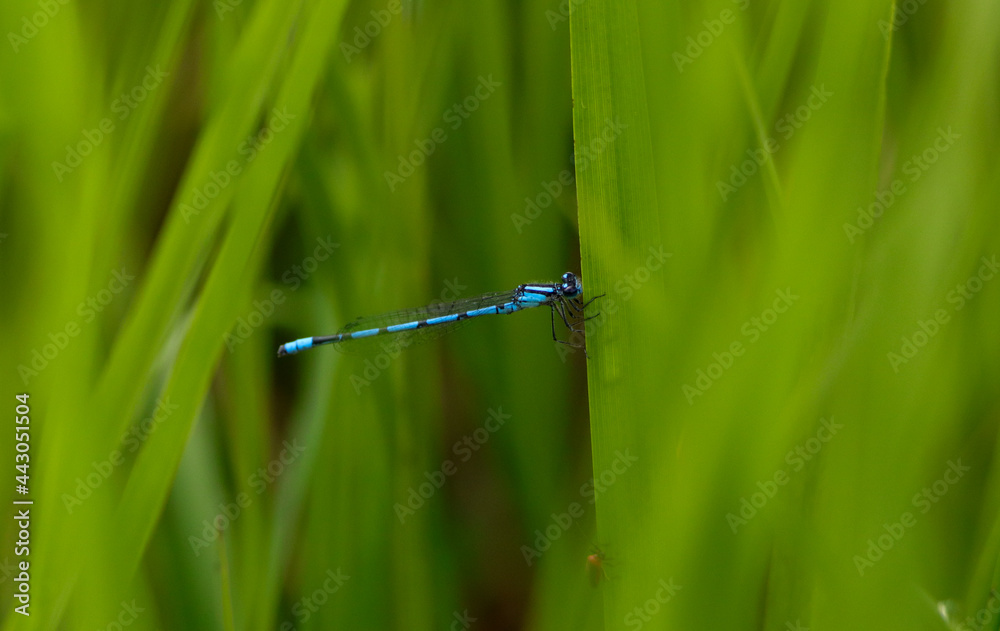 Neon Blue Dragonfly Neon Blue Dragonfly