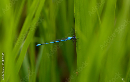 Neon Blue Dragonfly