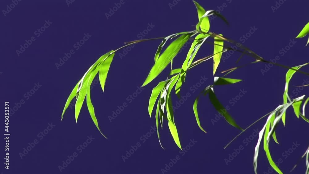Ground Plant With Blue Screen Background