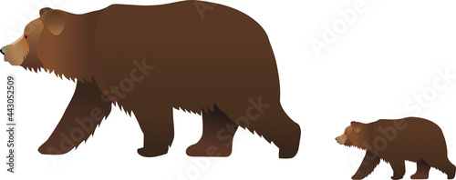 walking brown bear with a bear cub