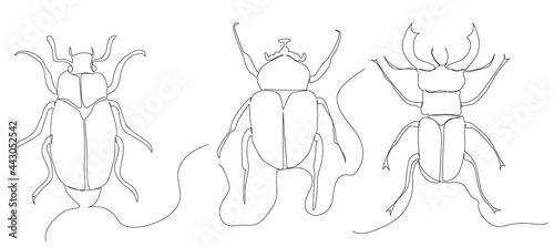 beetle one line drawing sketch, isolated