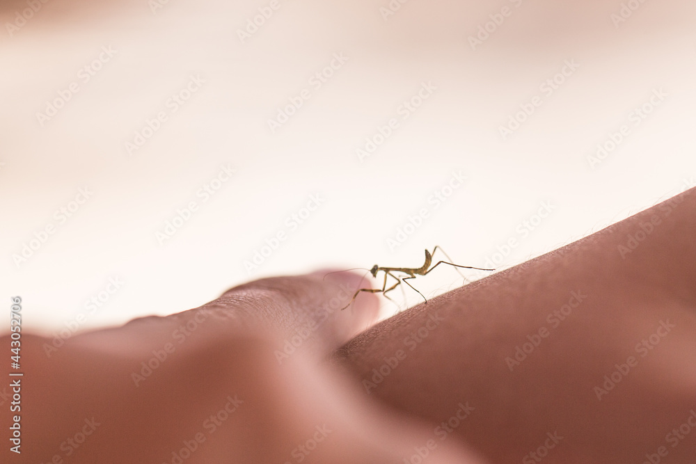 Obraz premium small baby mantis on a hand