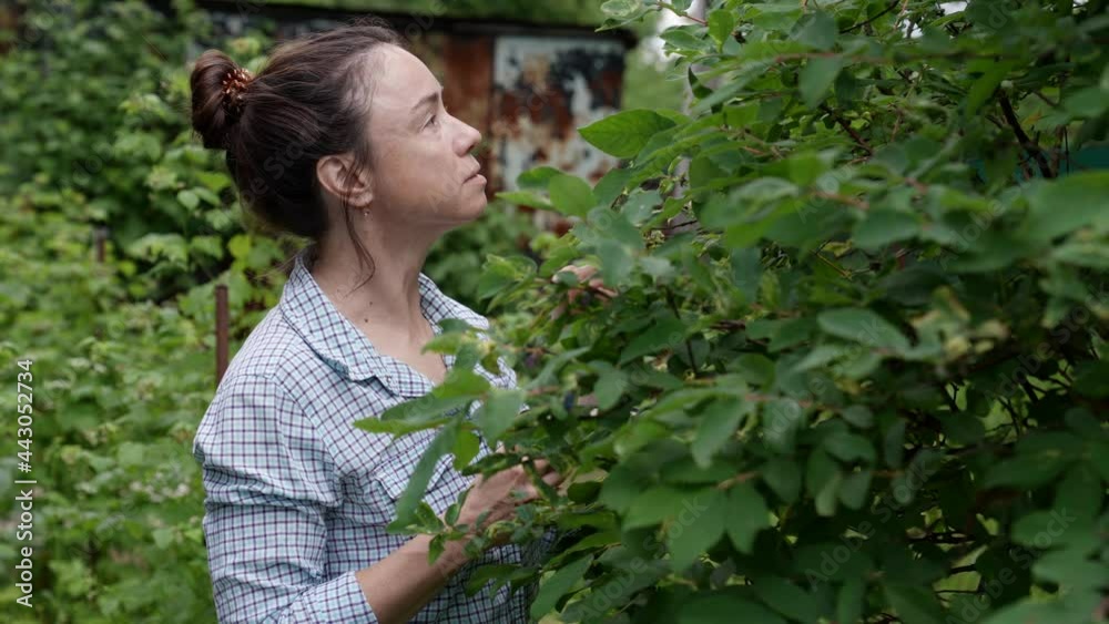 an adult female gardener is harvesting berries an adult female gardener is harvesting berries