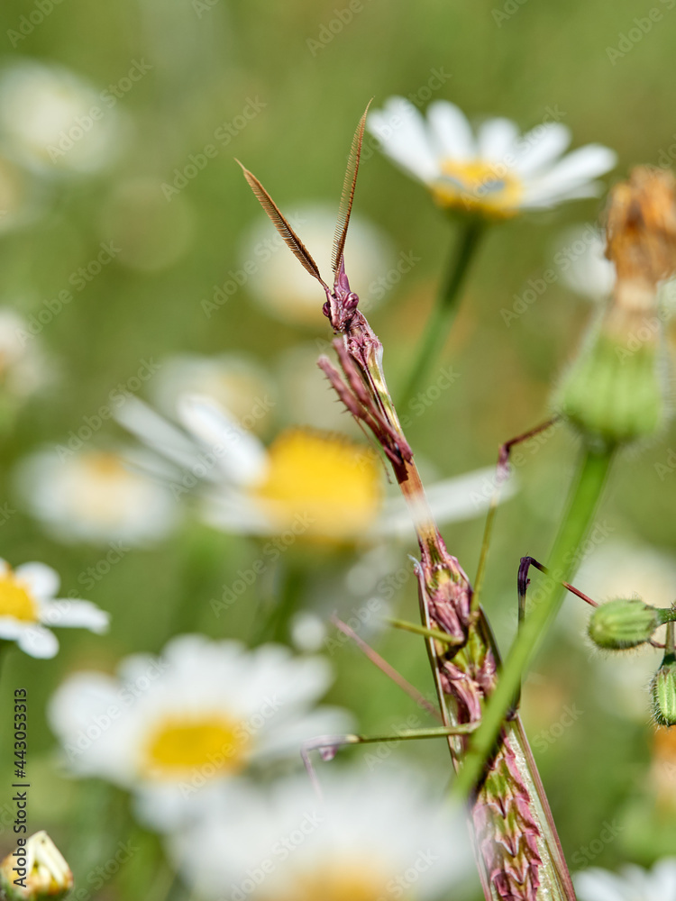 Empusa pennata, Conehead Mantis Empusa pennata, Conehead Mantis