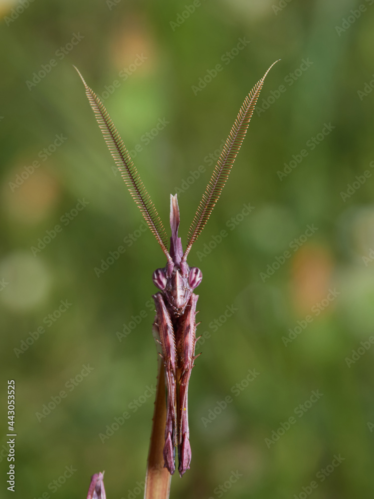 Empusa pennata, Conehead Mantis Empusa pennata, Conehead Mantis
