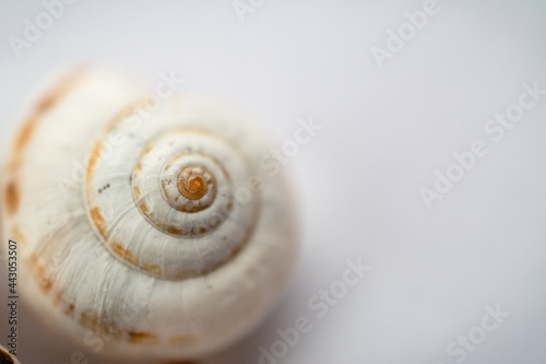selective focus of a grape snail shell close-up on a light background, in powdery tinting.Top view.