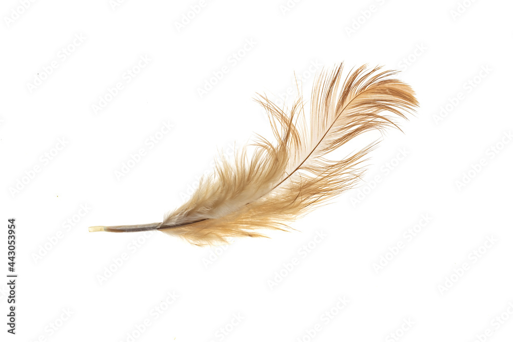 black and brown feathers of a rooster on a white isolated background black and brown feathers of a rooster on a white isolated background