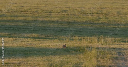 Bunny eating grass on farming field at sunset. Grassland in rural area. Wildlife in nature. Beautiful wild rabbits grazing on meadow. Static shot, real time