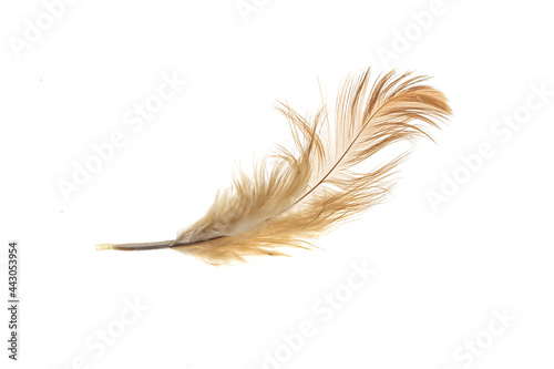 black and brown feathers of a rooster on a white isolated background