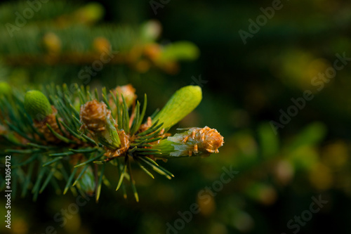 cones ate close-up. Brown cones on the background of green larch needles. Close-up of a bud opening, cones of a European spruce. sunlight on cones.