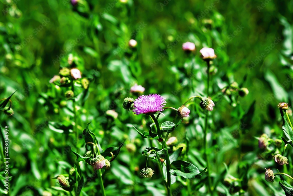 small aster flowers in the garden small aster flowers in the garden