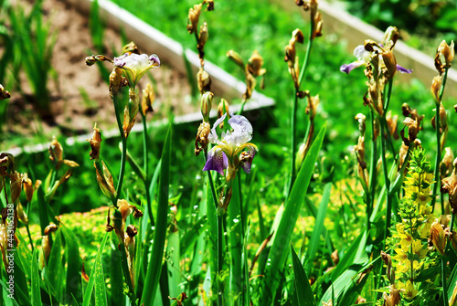 daylily flowers on a flower bed in the garden