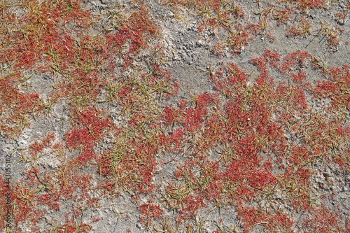 Nature scene of Dry lake and Salt on the lake ground surface - texture background at Leh Ladakh india