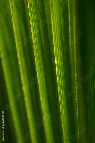 Macro bright palm leaves texture