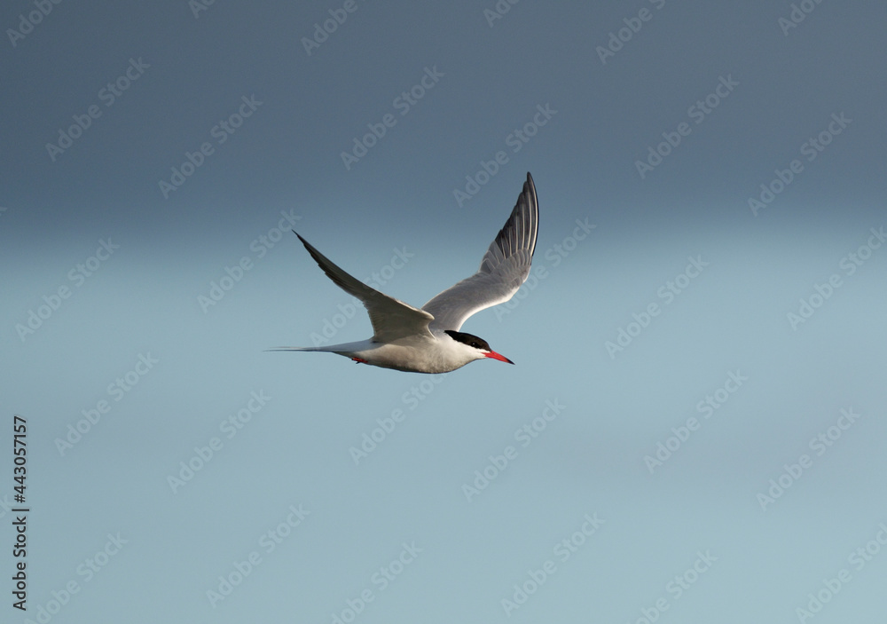 Obraz premium Common tern, Sterna hirundo