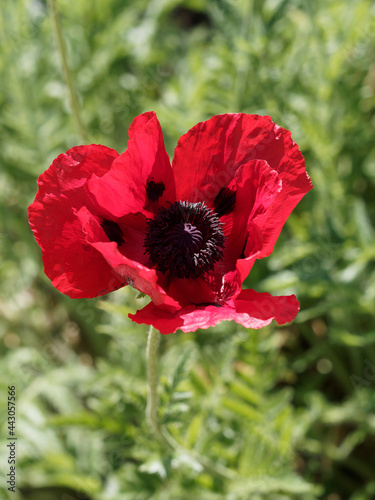 Ornamental border of papaver bracteatum or great scarlet poppy, glossy and crumpled red petals with black to dark brown heart