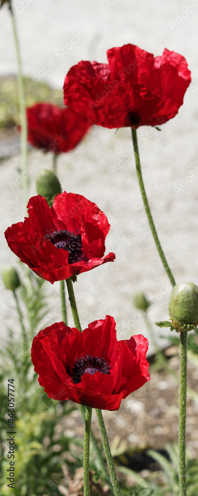 Fototapeta premium Papaver bracteatum | Iranian poppy or great scarlet poppy. Deep red hardy flowers with black heart and great black spot at base of petals on stalks stiff 