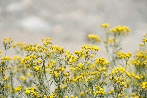 Yellow Grass Flowers field with Blurred mountain background at Leh Ladakh , India