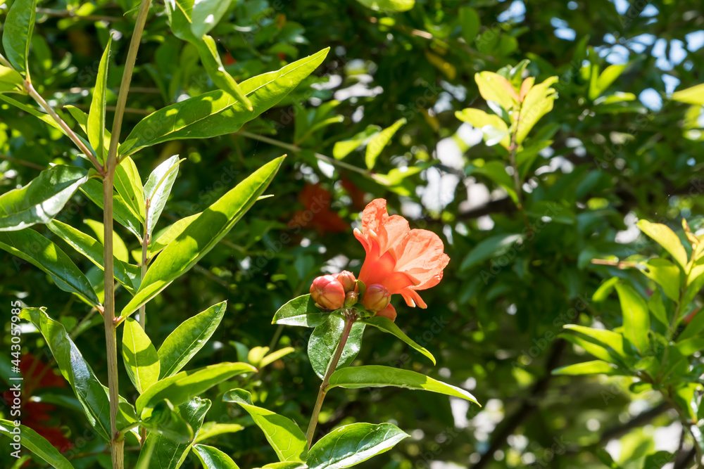 Freshly blossomed pomegranate flower Freshly blossomed pomegranate flower