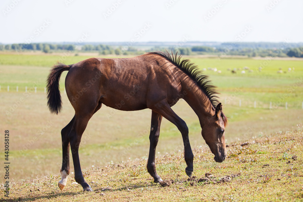 Obraz premium brown young horse or colt grazing on the field