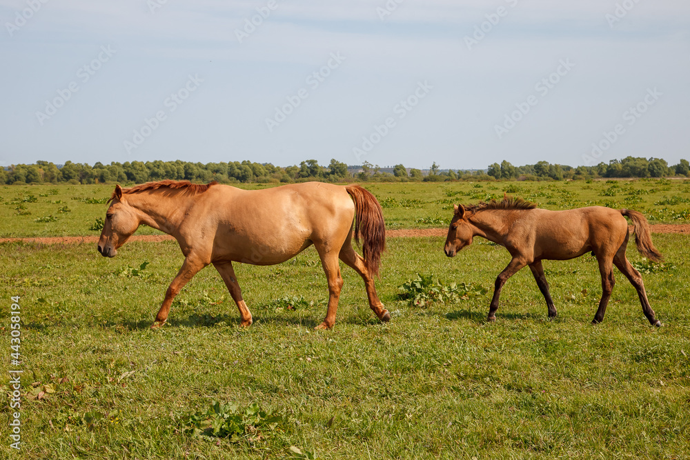 mother horse with foal grazing in the pasture at a horse farm mother horse with foal grazing in the pasture at a horse farm