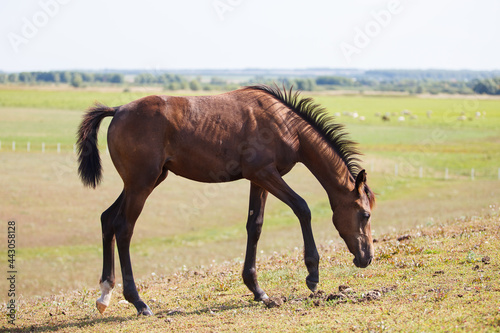 brown young horse or colt grazing on the field © ksubogdanova