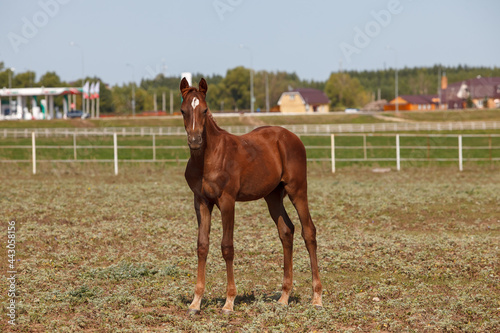 brown young horse or colt grazing at a horse farm