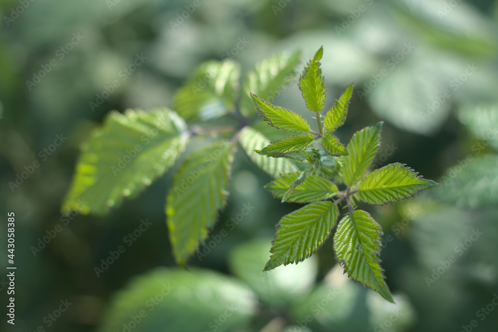 blackberry leaves blackberry leaves