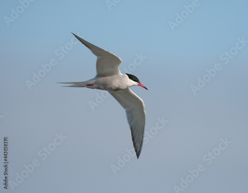 Common tern, Sterna hirundo
