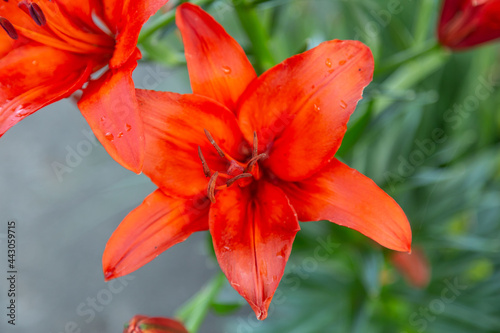 red lily blooming in the front garden