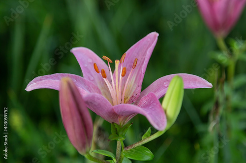 close up of a pink lily newly opened in the garden