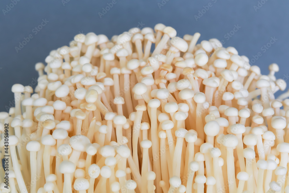 High angle view of Enokitake mushrooms on gray background. Copy space. High angle view of Enokitake mushrooms on gray background. Copy space.
