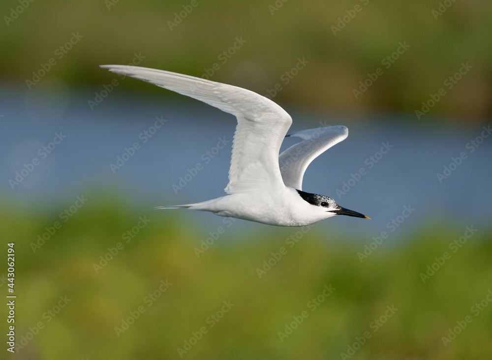 Obraz premium Sandwich tern, Sterna sandvicensis