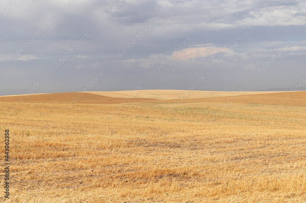 Yellow field against gray sky