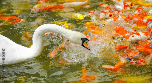 The white swan feed with fish every day to the amazement of passers-by / Stop motion  photo