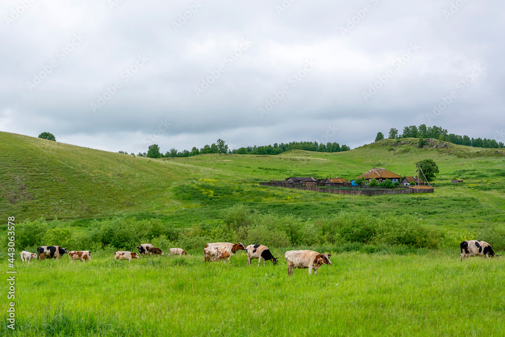 A herd of cows grazes on a green meadow on a cloudy day