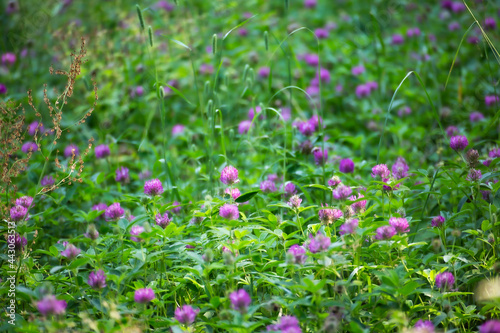 Abstract natural backgrounds beauty bokeh background natural