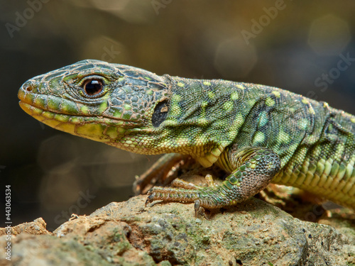 Eyed Lizard, Timon lepidus