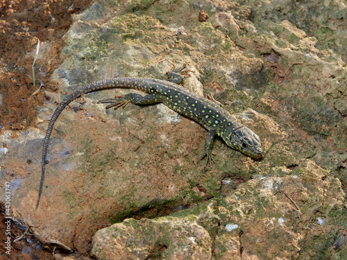 Eyed Lizard, Timon lepidus © Macronatura.es