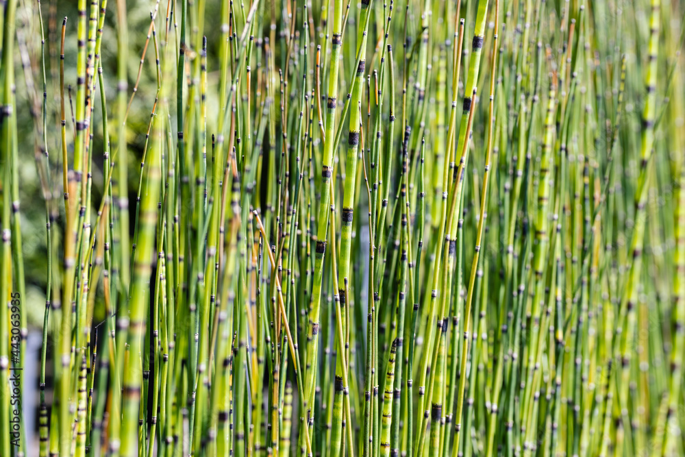 The stalks of Equisetum hyemale, (commonly known as rough horsetail, scouring rush, scouringrush horsetail or snake grass. This cultivar is the Equisetum hyemale “Robustum”. The stalks of Equisetum hyemale, (commonly known as rough horsetail, scouring rush, scouringrush horsetail or snake grass. This cultivar is the Equisetum hyemale “Robustum”.