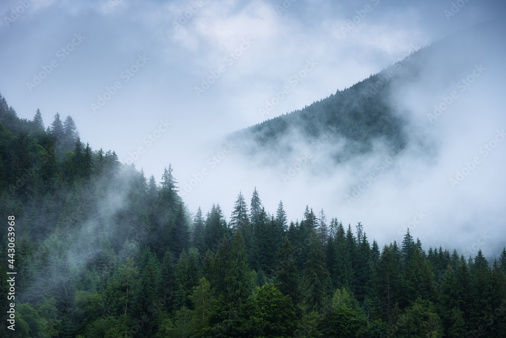 Cloudy carpathian forest after the summer rain Cloudy carpathian forest after the summer rain